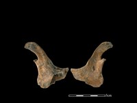 山羌骨藏品圖，第1張