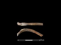 山羌骨藏品圖，第1張