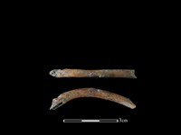 山羌骨藏品圖，第1張