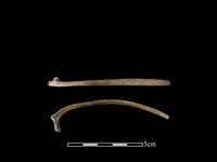 山羌骨藏品圖，第1張