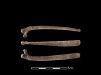 山羌骨藏品圖，第1張