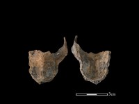 山羌骨藏品圖，第1張