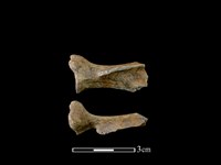 山羌骨藏品圖，第1張