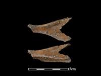 山羌骨藏品圖，第1張