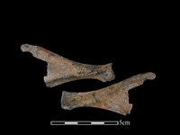 山羌骨藏品圖，第1張