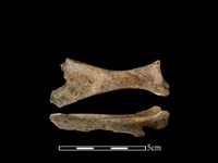 山羌骨藏品圖，第1張