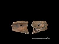 山羌骨藏品圖，第1張