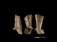 山羌骨藏品圖，第1張