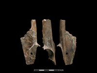 山羌骨藏品圖，第1張