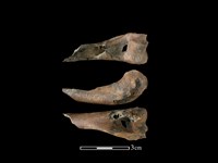 山羌骨藏品圖，第1張