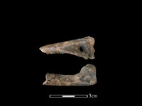 山羌骨藏品圖，第1張