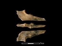 山羌骨藏品圖，第1張