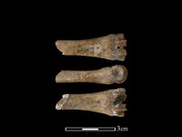 山羌骨藏品圖，第1張