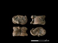 山羌骨藏品圖，第1張