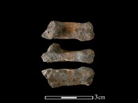 山羌骨藏品圖，第1張