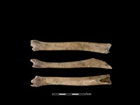 山羌骨藏品圖，第1張