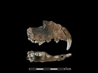 狗骨藏品圖，第1張