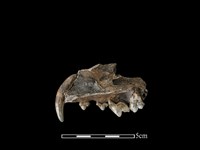 狗骨藏品圖，第2張