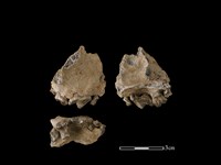 狗骨藏品圖，第1張