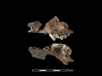 狗骨藏品圖，第1張