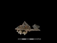 狗骨藏品圖，第2張