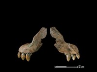 狗骨藏品圖，第1張