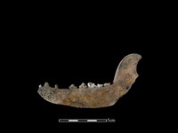 狗骨藏品圖，第2張