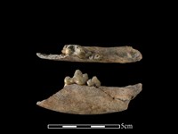 狗骨藏品圖，第1張