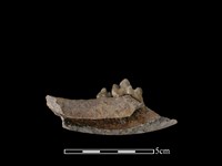 狗骨藏品圖，第2張