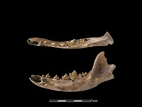 狗骨藏品圖，第1張