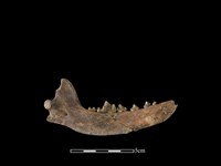 狗骨藏品圖，第2張