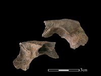 狗骨藏品圖，第1張