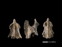 狗骨藏品圖，第1張