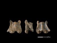 狗骨藏品圖，第1張