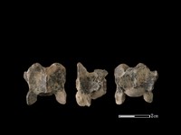 狗骨藏品圖，第1張