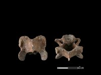 狗骨藏品圖，第1張