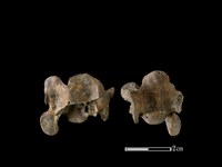 狗骨藏品圖，第1張