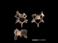 狗骨藏品圖，第1張