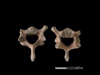 狗骨藏品圖，第1張