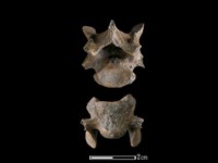 狗骨藏品圖，第1張