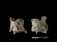 狗骨藏品圖，第1張