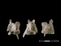 狗骨藏品圖，第1張