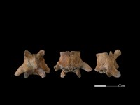 狗骨藏品圖，第1張