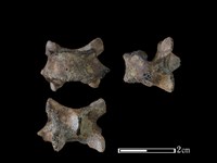 狗骨藏品圖，第1張