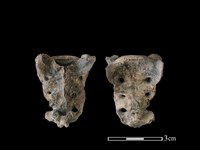 狗骨藏品圖，第1張