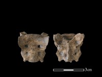 狗骨藏品圖，第1張