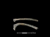 狗骨藏品圖，第1張