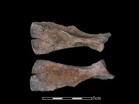 狗骨藏品圖，第1張