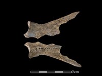 狗骨藏品圖，第1張