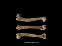 狗骨藏品圖，第1張